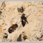 Pelz- und Trauerbiene 03.jpg